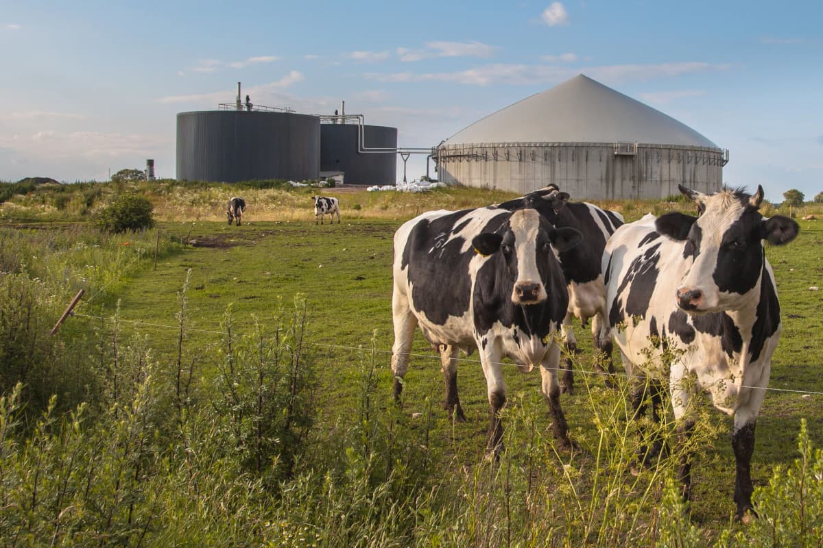 biogas denmark