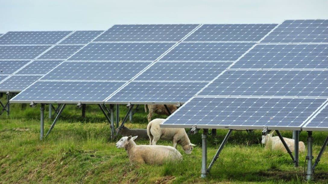 Solar panels with sheep in Belgium