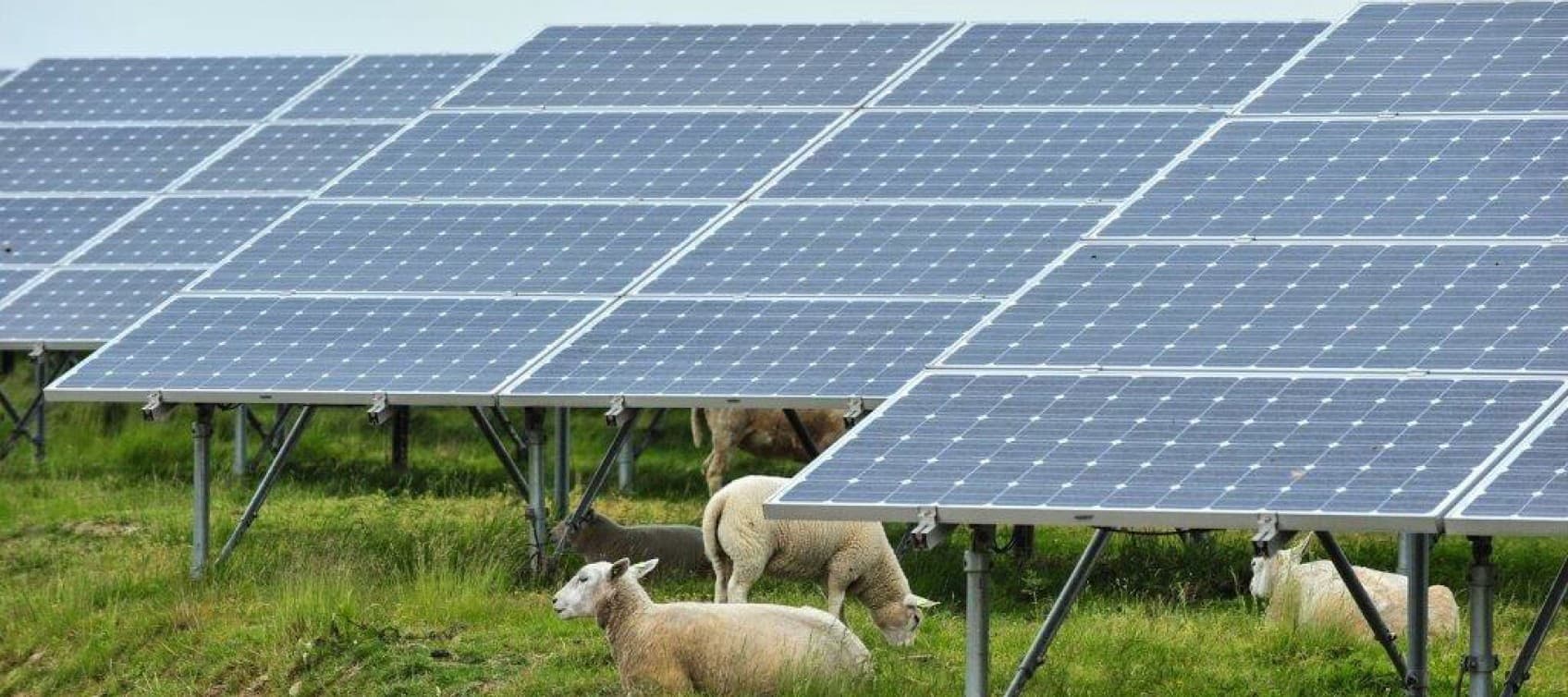 Solar panels with sheep in Belgium
