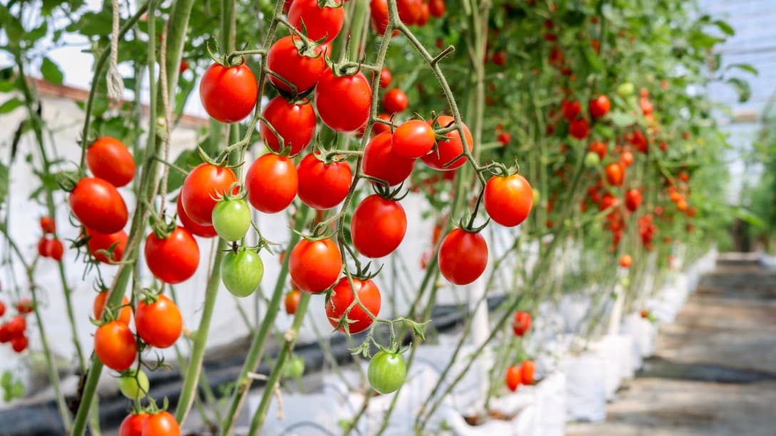 Tomatoes