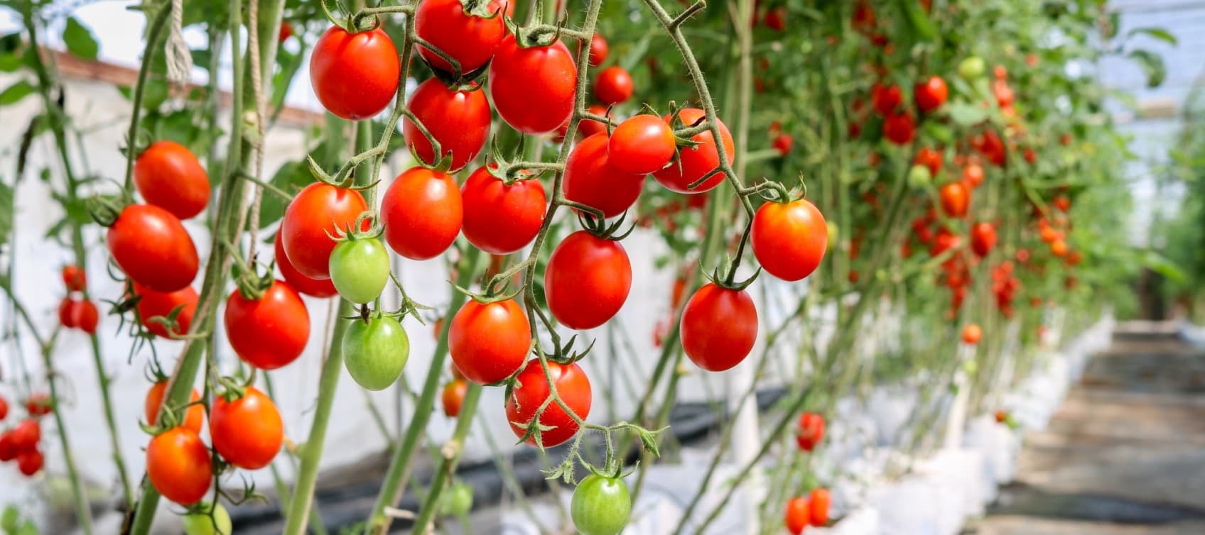 Tomatoes