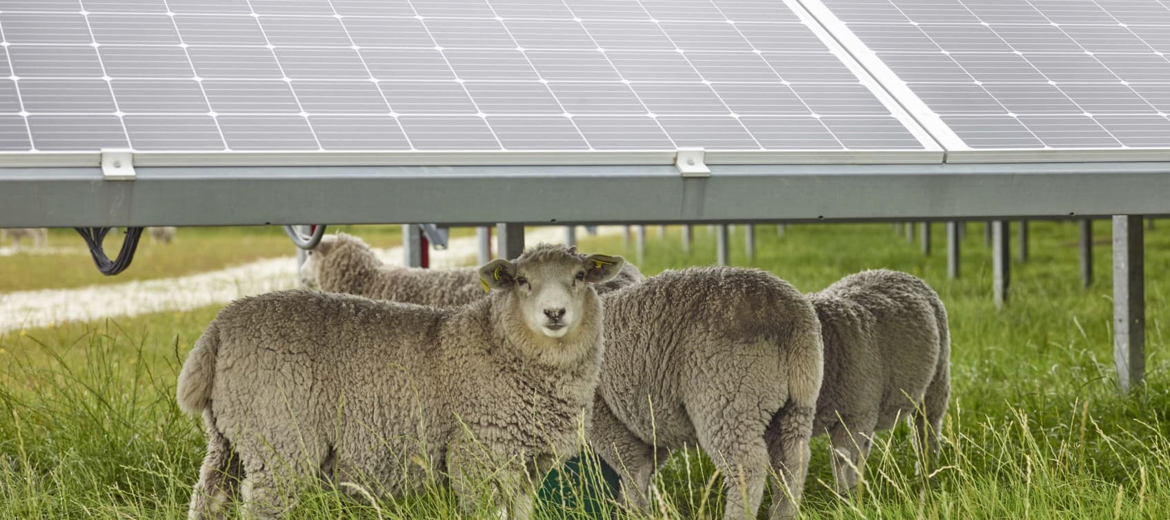 Jawed Solar Just how big will the Tauhei Solar Farm be?
